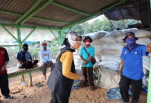Pemprov Lampung Soroti Serius Anjloknya Harga Cabai Akibat Pandemi Covid-19
