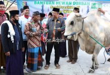 Gubernur Arinal Serahkan Sapi Kurban dari Presiden RI Seberat 947 Kg kepada Jamaah Masjid Al-Mu’Minun Way Jepara