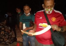 Reskrimsus Polda Lampung bersama Tim Balai Besar TNBBS Berhasil mengamankan 3 orang pelaku penjualan gading gajah.