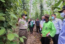Bangkitkan Kejayaan Lada Lampung, Gubernur Arinal Jadikan Desa Sukadana Baru, Marga Tiga, Lampung Timur sebagai Daerah Percontohan