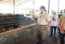 Gubernur Lampung Tinjau Peternakan Dan Penggemukan Sapi Di Jabung – Lampung Timur
