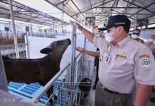 Buka Peluang Ekspor Peternakan, Gubernur Arinal Dukung Ekspor Daging Sapi Wagyu dari PT. AustAsia Stockfeed