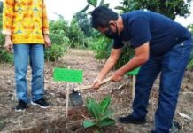 Ali Imron Tanam Pohon Ara Lebar untuk Pakan Badak