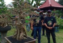 Mingrum Gumay : Seni Bonsai Bisnis yang Menjanjikan
