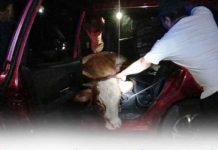 Aksi pencurian hewan sapi di Gagalkan Warga