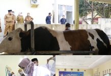 Wagub Chusnunia Chalim Buka Bimtek Budidaya Ternak Sapi Potong