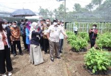 Gubernur Arinal Ajak Petani Kopi Binaan Nestle Dukung Program KPB, Juga Jajaki Adanya Pendampingan Pengembangan Kambing Saburai