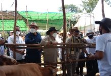 Panen Pedet SIKOMANDAN dan Launching Kelahiran 100.000 Ekor Sapi Belgian Blue