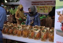 Pemprov lampung:Opas Minyak Goreng