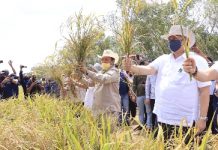 Gubernur Arinal Djunaidi dan Menko Perkonomian RI Panen Perdana Padi Gogo di Tubaba