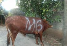 Mingrum Gumay SH., MH Serahkan Hewan Qurban Melalui DPD PDI Perjuangan Provinsi Lampung.