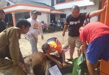 Hari Raya Idul Adha 1443H, DPD PKS Lampura Sembelih Puluhan Hewan Kurban