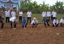 Budidaya Singkong Bersama Masyarakat, PT UJA Launching Program Cassava Partnership