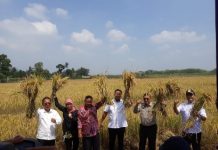Ketua DPRD Lampung Dampingi Ketua Komisi IV DPR-RI ikut Meramaikan Panen Raya di Desa Nambah Dadi