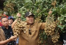 Gubernur Dorong Kabupaten Lampung Timur Sebagai Sentra Pengembangan Tanaman Kelengkeng