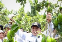 Gubernur Panen Alpukat Siger di Lamtim, Program Rehabilitasi Hutan dan Lahan oleh Pemprov Lampung