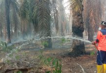 Dikepung Kebakaran Lahan, Pemkab Mesuji Berjibaku Padamkan Api