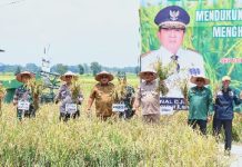 Gubernur Arinal Djunaidi Lakukan Panen Raya Padi di Kabupaten Lampung Tengah