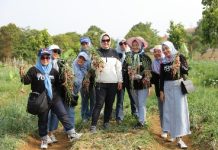 Ibu Riana Sari Arinal Panen Buah dan Sayur di Kebun PKK Agropark Sabah Balau