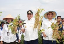 Gubernur Arinal Panen Perdana Kedelai Hasil Kebun Percobaan Fakultas Pertanian Unila
