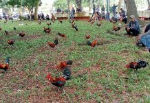 Ratusan Ekor Ayam Beruga Sumatera Meriahkan HUT Ke-19 PPAB
