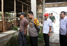 Kapolres Mesuji Turun Langsung Cek Kesehatan Hewan Qurban