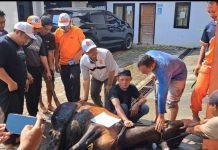 DPD PKS LU Bagikan 700 Paket Daging Qurban