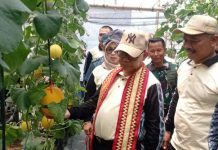 Kadisdikbud Provinsi Lampung Sulpakar Panen Perdana Agrowisata Buah Melon di SMA Hangtuah Kotabumi