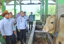 Pj. Gubernur Lampung Tinjau Balai Inseminasi Buatan, Dorong Modernisasi dan Peningkatan Stok Pangan