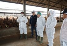 Gubernur Samsudin bersama Dirjen PKH Kementan Agung Suganda Saksikan Vaksinasi PMK