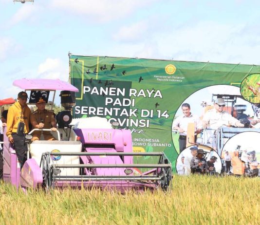Petani Lampung Sambut Gembira Panen Raya, Pemerintah Pastikan Harga Gabah Menguntungkan