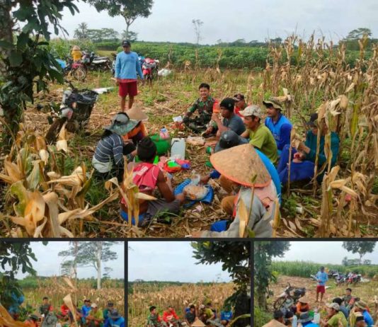 Babinsa Serma Mustakim Komsos ditengah Kebun Bersama Para Petai Jagung.
