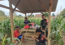 Kawal Ketahanan Pangan, Babinsa Serma Mustakim, Komsos dan Pantau Ketat Pertumbuhan Tongkol Jagung