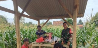 Kawal Ketahanan Pangan, Babinsa Serma Mustakim, Komsos dan Pantau Ketat Pertumbuhan Tongkol Jagung