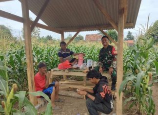 Kawal Ketahanan Pangan, Babinsa Serma Mustakim, Komsos dan Pantau Ketat Pertumbuhan Tongkol Jagung