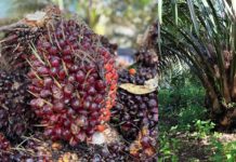 DBH Sawit 2026 “Terjun Bebas”, CSR Tiga Perusahaan Besar Jadi Misteri