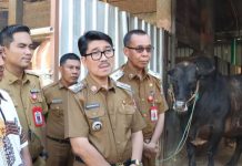 Sapi Kurban Presiden Prabowo Subianto Bebas PMK