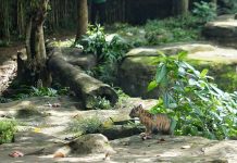 Anak Harimau Sumatera Tampil Perdana, Gubernur Lampung Resmikan Nama