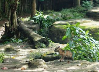 Anak Harimau Sumatera Tampil Perdana, Gubernur Lampung Resmikan Nama