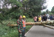 Pohon Tumbang Menimpa Badan Jalan, Babinsa Bukit Kemuning Bersama Warga Lakukan Evakuasi