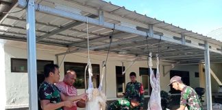 Bersinergi dengan Baznas Tubaba, Koramil 412-05/TBU Laksanakan penyembelihan hewan Kurban