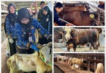 Permintaan Kurban Meningkat, Penjualan Sapi Lampung Naik 40 Persen dan Domba 121 Persen