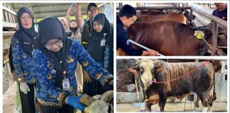 Permintaan Kurban Meningkat, Penjualan Sapi Lampung Naik 40 Persen dan Domba 121 Persen
