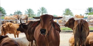 Antusiasme Berkurban Meningkat, Pemotongan Sapi di Lampung Tembus 24.986 Ekor