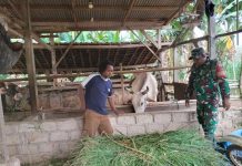 Dari Kandang ke Kandang, Babinsa Tiyuh Indraloka Mukti Way Kenanga Monitoring Peternakan Warga Binaan