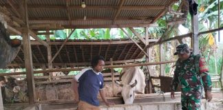 Dari Kandang ke Kandang, Babinsa Tiyuh Indraloka Mukti Way Kenanga Monitoring Peternakan Warga Binaan