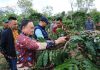 PHC Ubah Wajah Perkebunan Kopi Lampung, Gubernur Mirza Dorong Produktivitas Kopi Meningkat