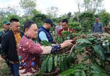 PHC Ubah Wajah Perkebunan Kopi Lampung, Gubernur Mirza Dorong Produktivitas Kopi Meningkat
