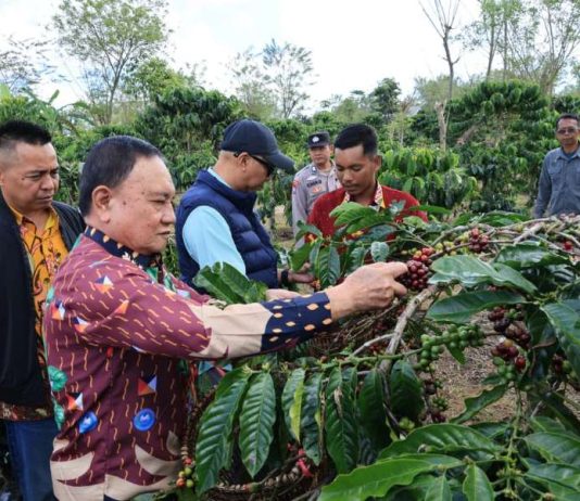 PHC Ubah Wajah Perkebunan Kopi Lampung, Gubernur Mirza Dorong Produktivitas Kopi Meningkat