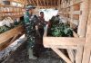 Bangkitkan Ketahanan Pangan, Satgas TMMD Ke-129 Kodim 0412/LU Sambangi Peternak Kambing di Baru Raharja